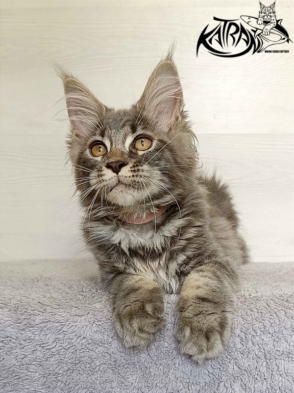 Katran Violetta - Kitten maine-coon 3 months