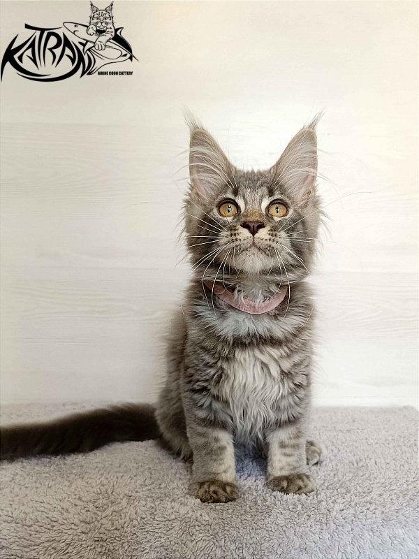 Katran Violetta - Kitten maine-coon 3 months