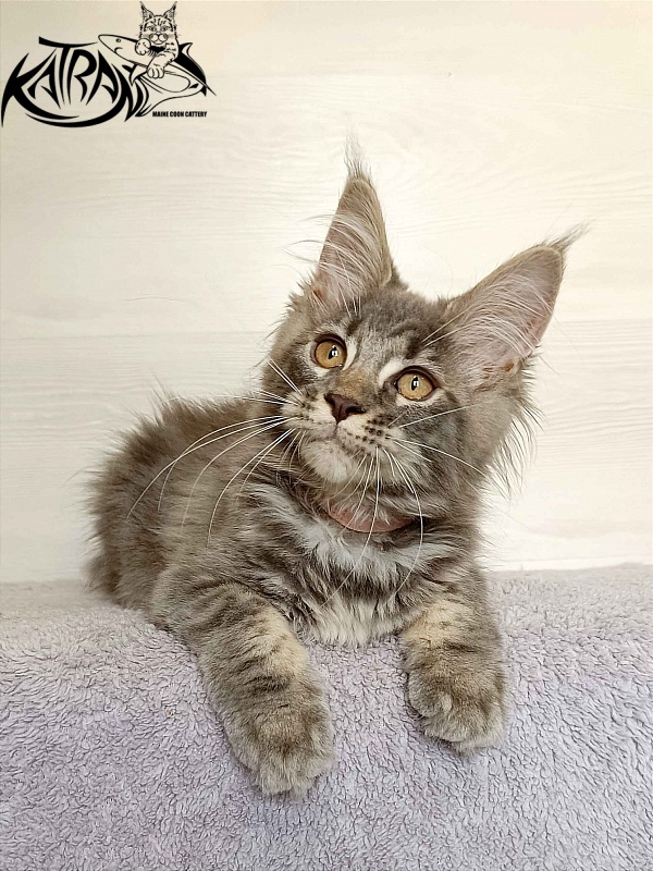 Katran Violetta - Kitten maine-coon 3 months