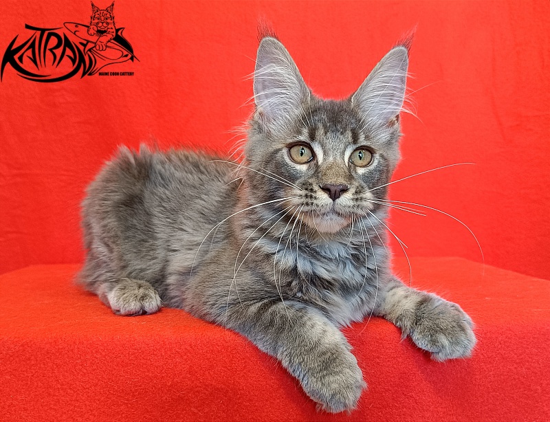 Katran Violetta - Kitten maine-coon 4 months