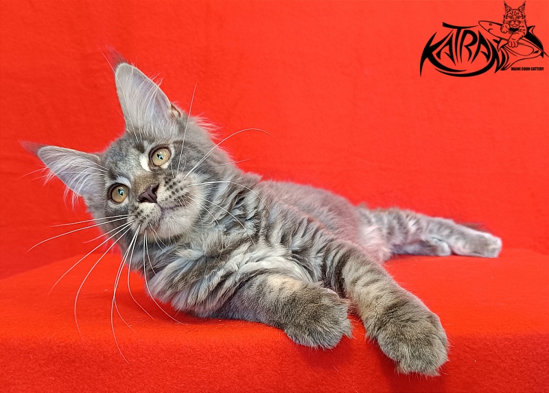 Katran Violetta - Kitten maine-coon 4 months