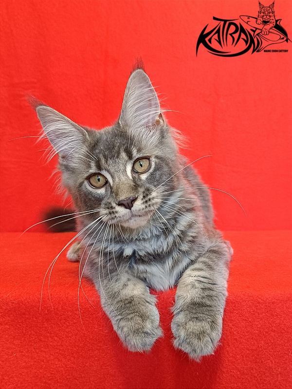 Katran Violetta - Kitten maine-coon 4 months