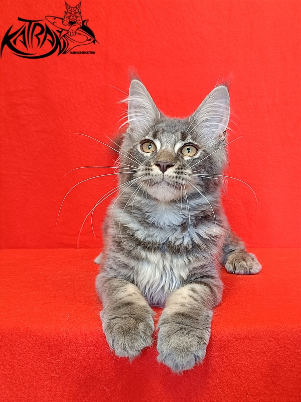 Katran Violetta - Kitten maine-coon 4 months