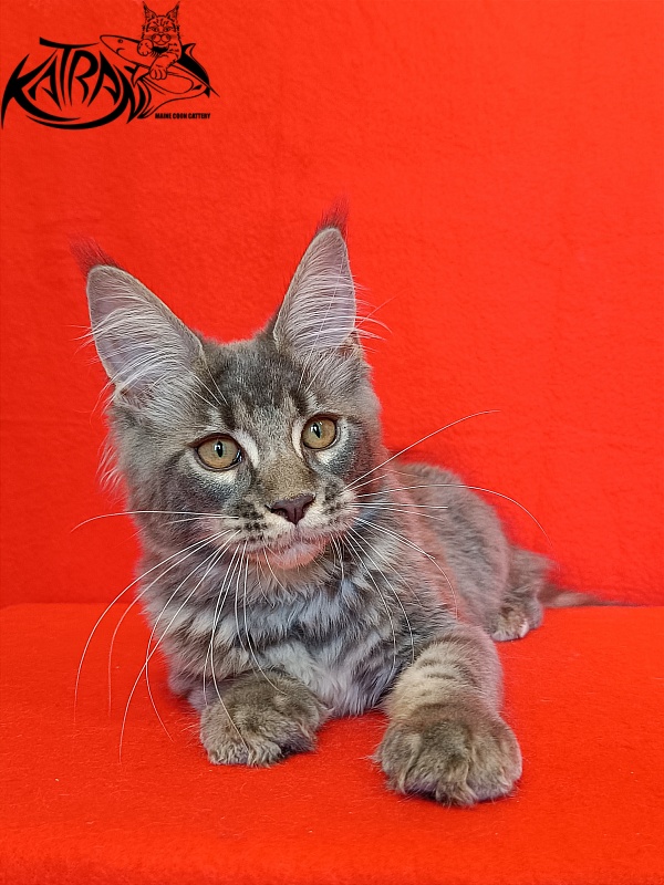 Katran Violetta - Kitten maine-coon 4 months