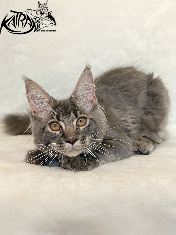 Katran Violetta - Kitten maine-coon 4 months 2.5 weeks