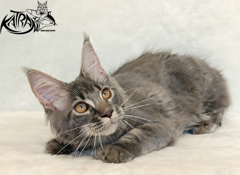 Katran Violetta - Kitten maine-coon 4 months 2.5 weeks