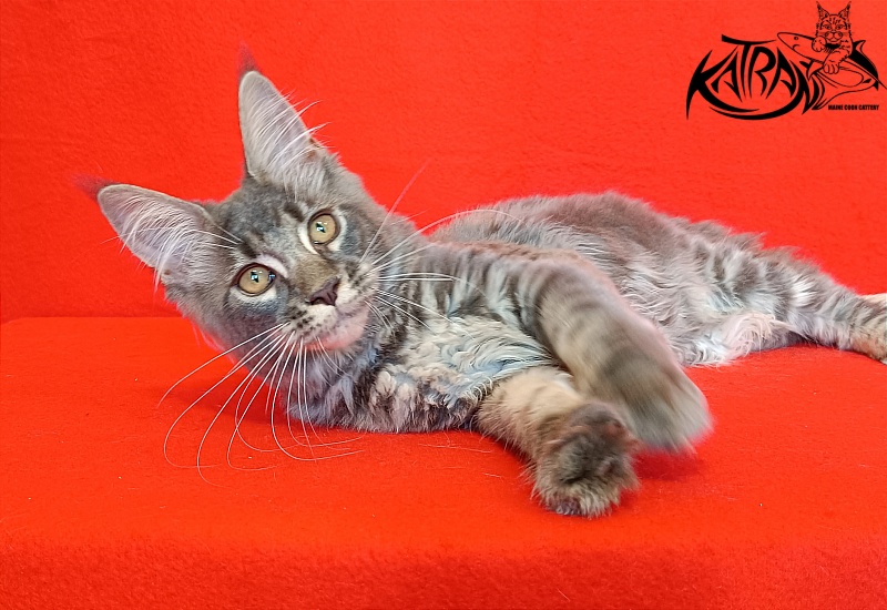 Katran Violetta - Kitten maine-coon 4 months