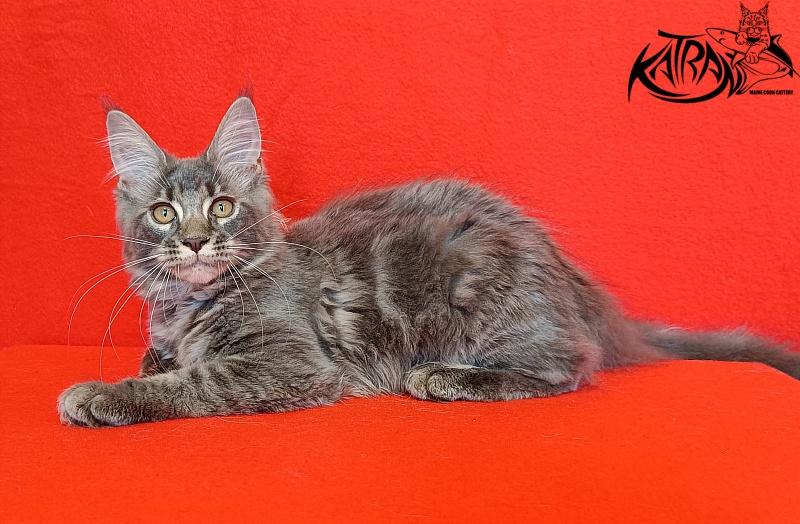 Katran Violetta - Kitten maine-coon 4 months