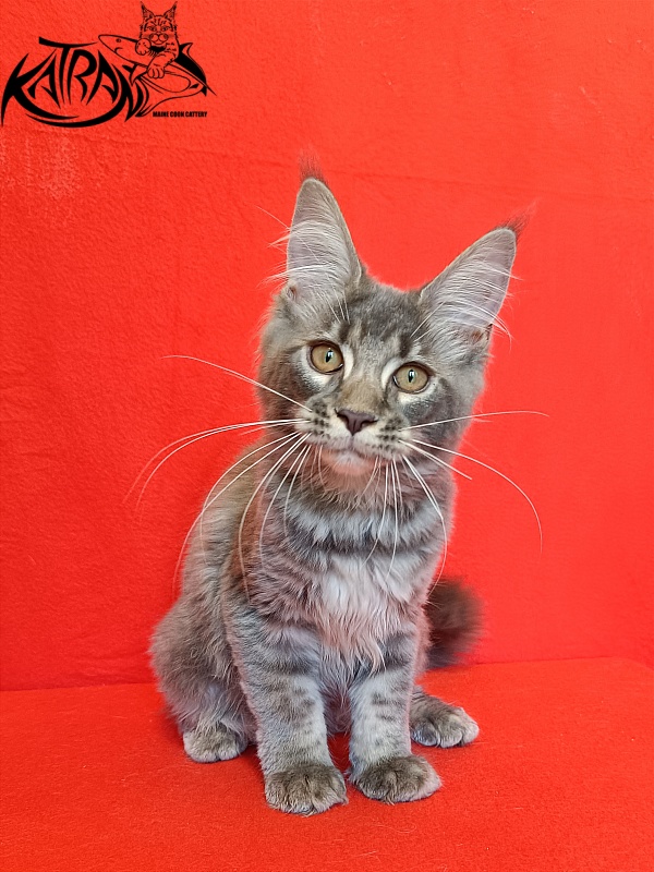 Katran Violetta - Kitten maine-coon 4 months