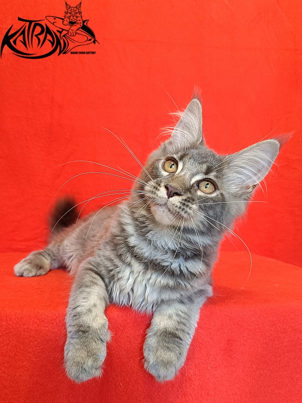 Katran Violetta - Kitten maine-coon 4 months