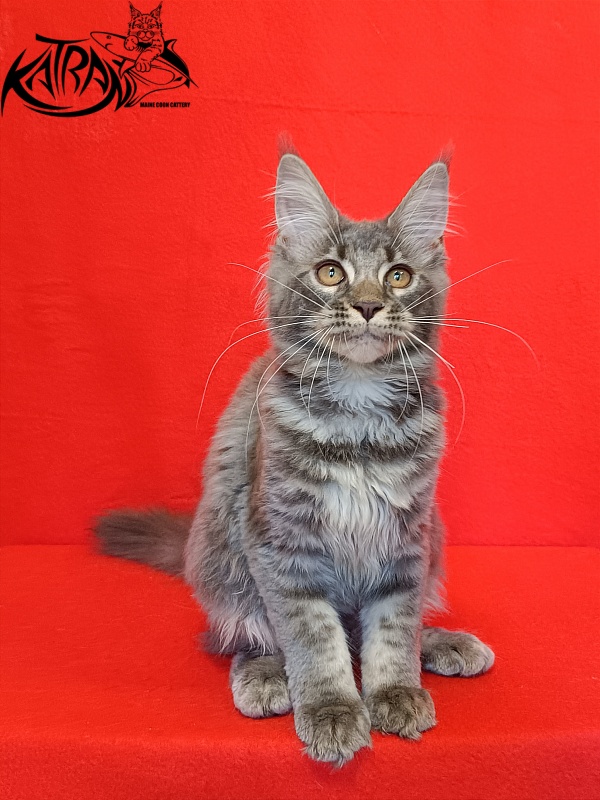 Katran Violetta - Kitten maine-coon 4 months
