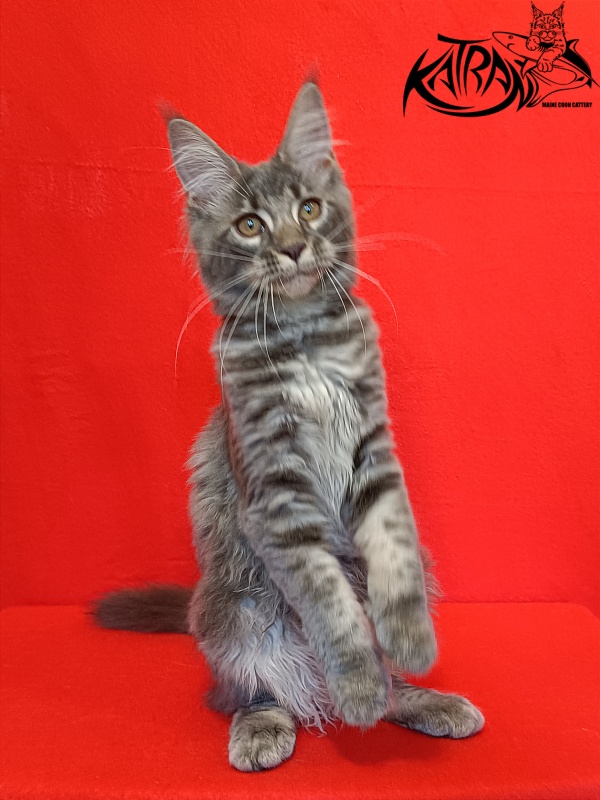 Katran Violetta - Kitten maine-coon 4 months