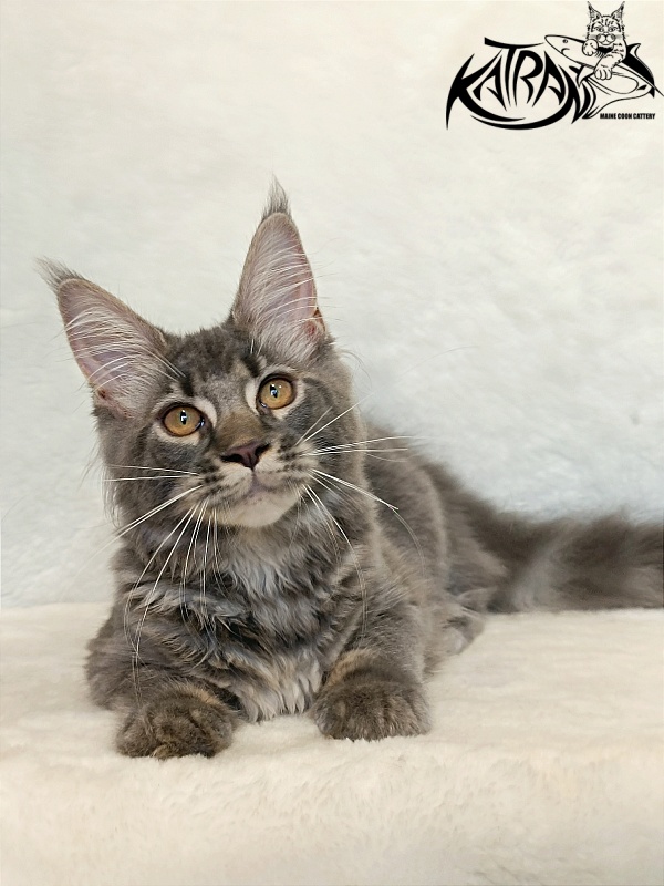 Katran Violetta - Kitten maine-coon 4 months 2.5 weeks