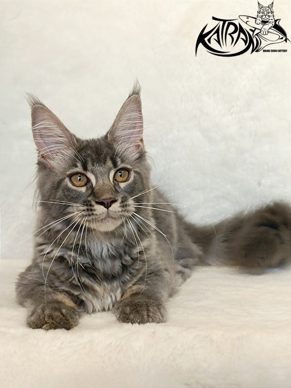 Katran Violetta - Kitten maine-coon 4 months 2.5 weeks