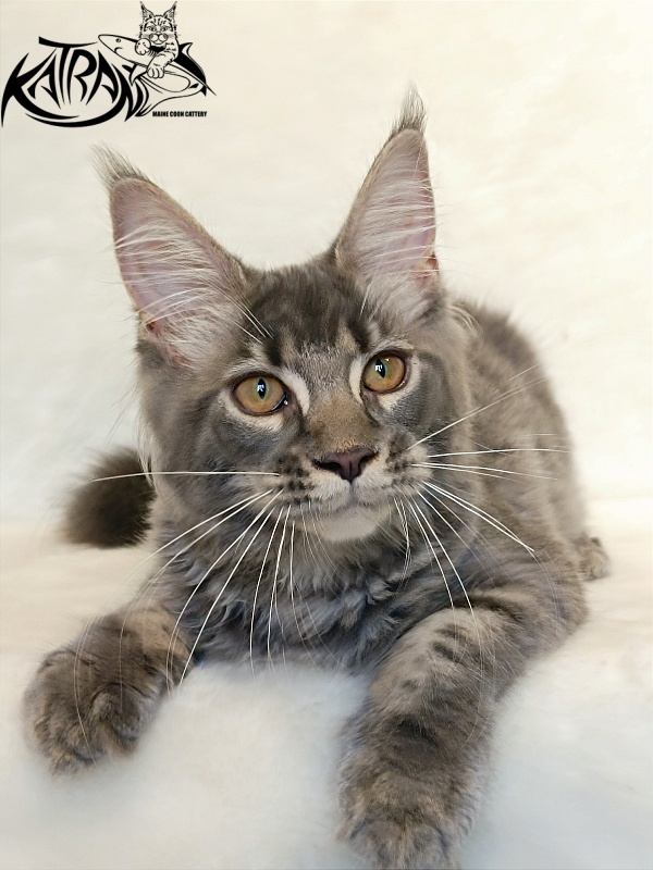Katran Violetta - Kitten maine-coon 4 months 2.5 weeks