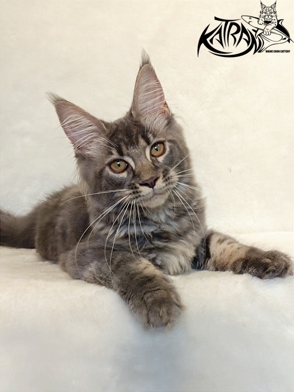 Katran Violetta - Kitten maine-coon 4 months 2.5 weeks