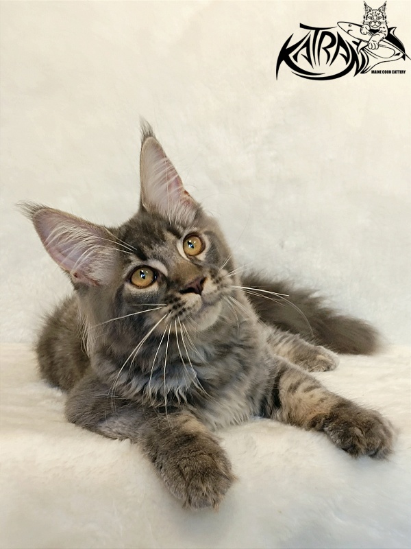 Katran Violetta - Kitten maine-coon 4 months 2.5 weeks