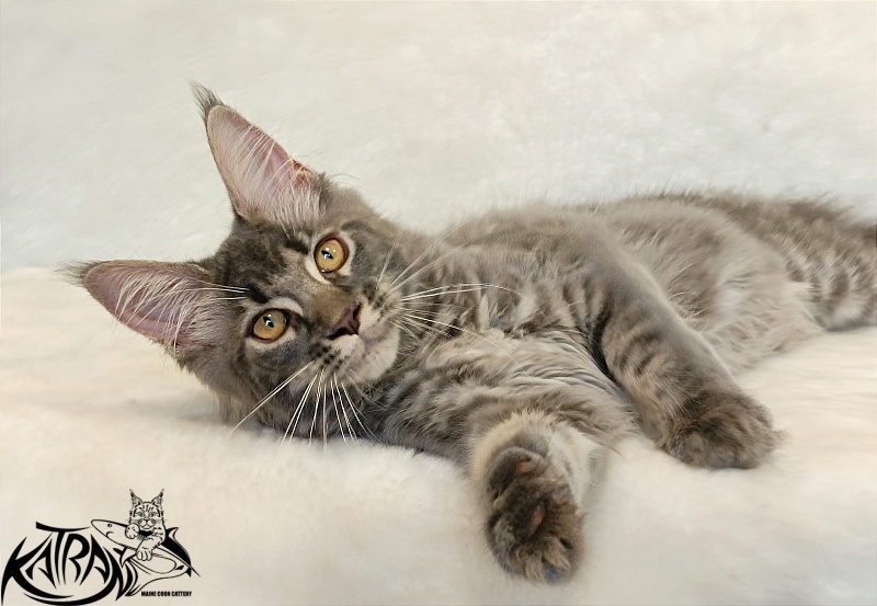 Katran Violetta - Kitten maine-coon 4 months 2.5 weeks