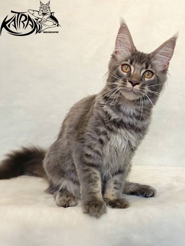 Katran Violetta - Kitten maine-coon 4 months 2.5 weeks