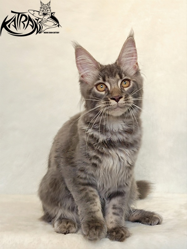 Katran Violetta - Kitten maine-coon 4 months 2.5 weeks