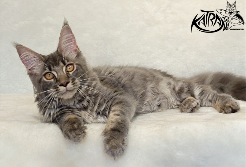 Katran Violetta - Kitten maine-coon 4 months 2.5 weeks