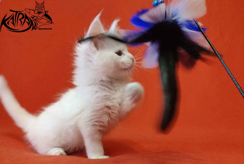 Katran Viking - Kitten maine-coon 1 month 2 weeks