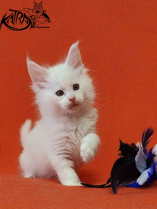 Katran Viking - Kitten maine-coon 1 month 2 weeks