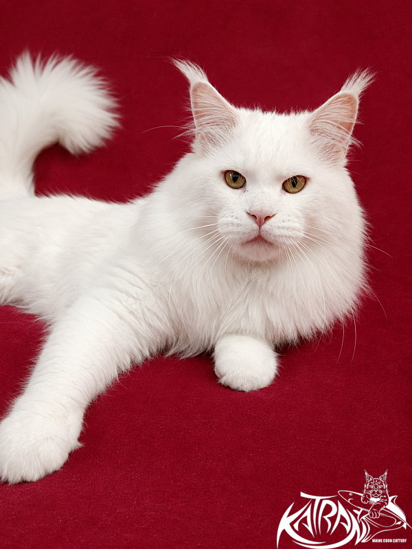 Katran Viking - Adult maine-coon 3 years 4 months