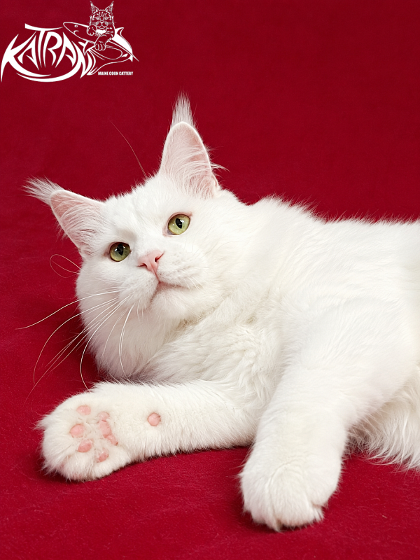 Katran Viking - Adult maine-coon 3 years 4 months