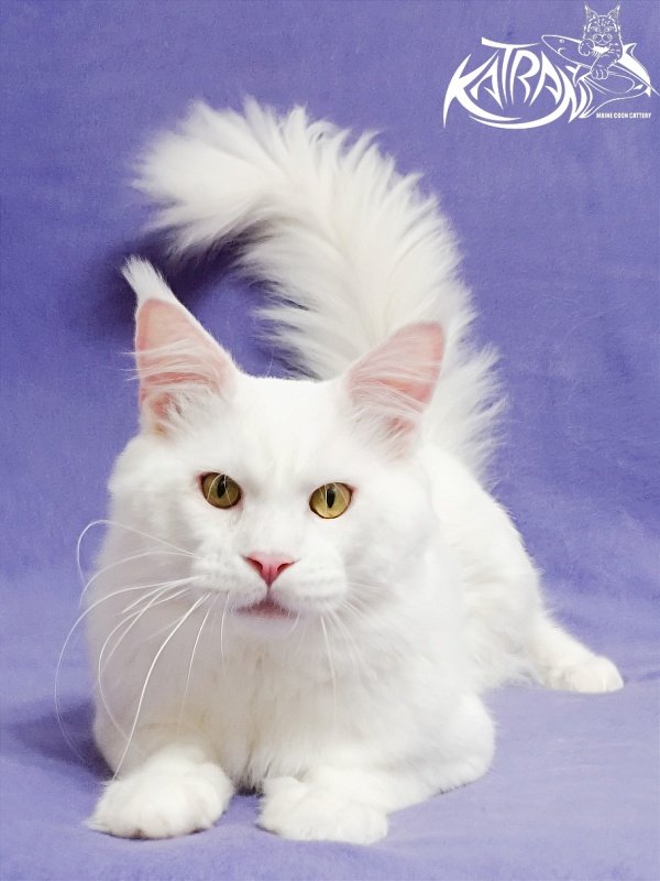 Katran Viking - Adult maine-coon 1 year 5 months