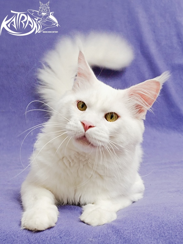 Katran Viking - Adult maine-coon 1 year 5 months