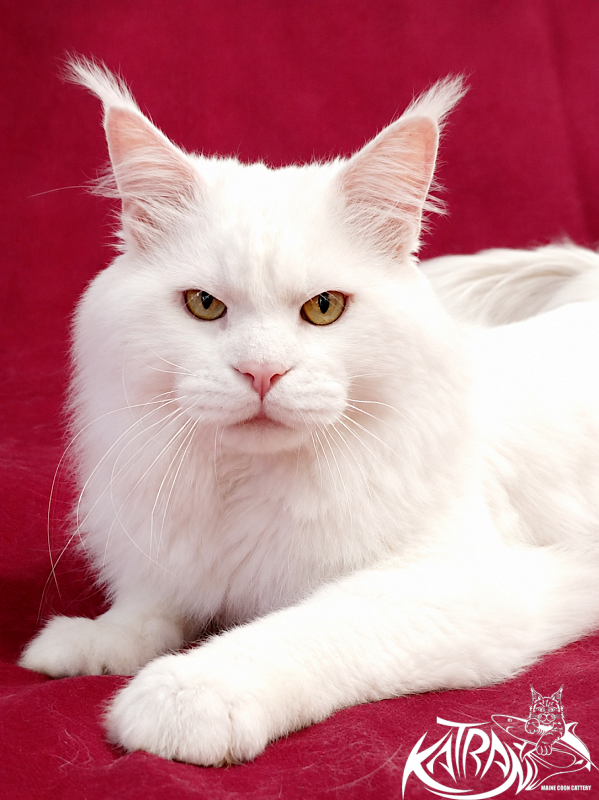 Katran Viking - Adult maine-coon 3 years 4 months