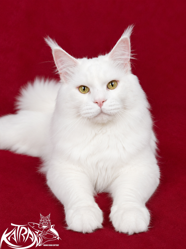 Katran Viking - Adult maine-coon 3 years 4 months