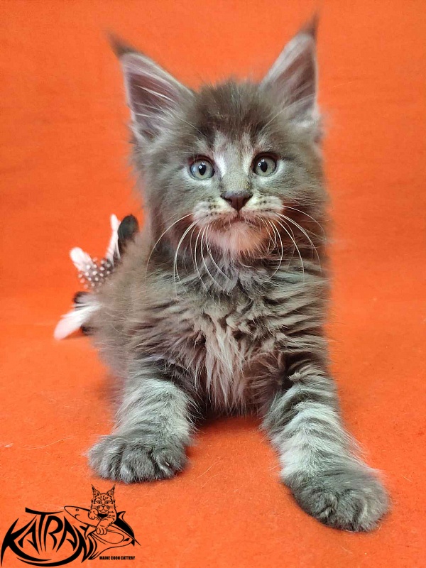 Katran Valmont - Kitten maine-coon 1 month 2 weeks