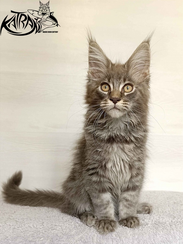 Katran Valmont - Kitten maine-coon 3 months