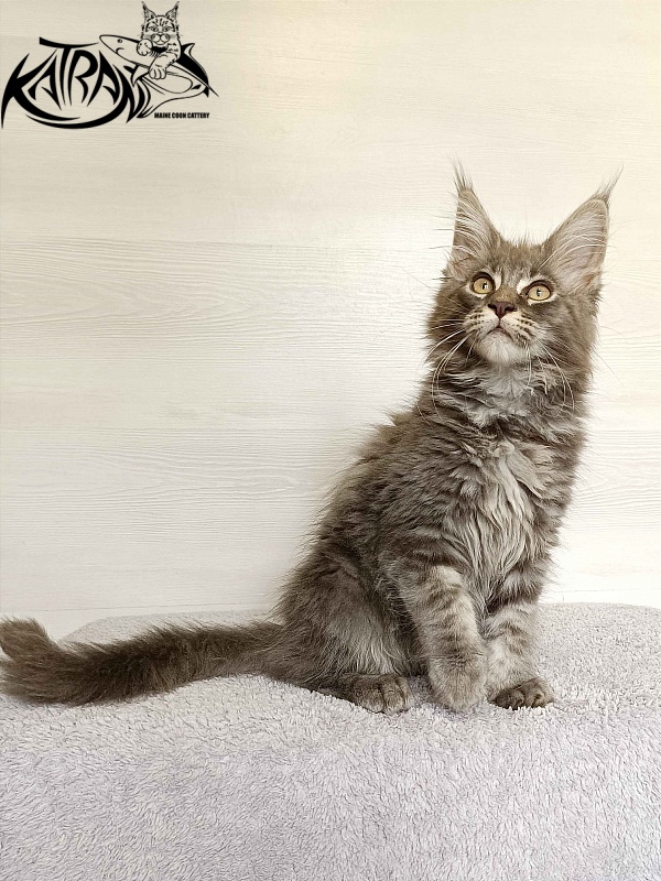 Katran Valmont - Kitten maine-coon 3 months