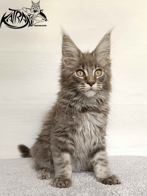 Katran Valmont - Kitten maine-coon 3 months