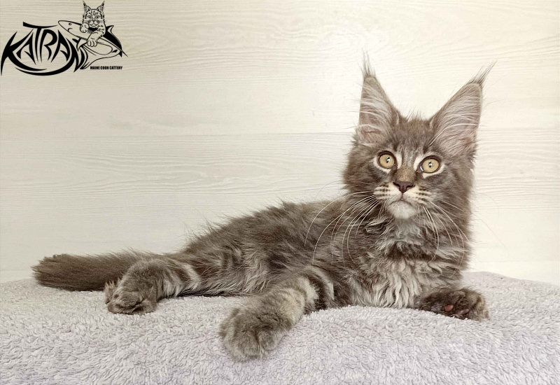 Katran Valmont - Kitten maine-coon 3 months