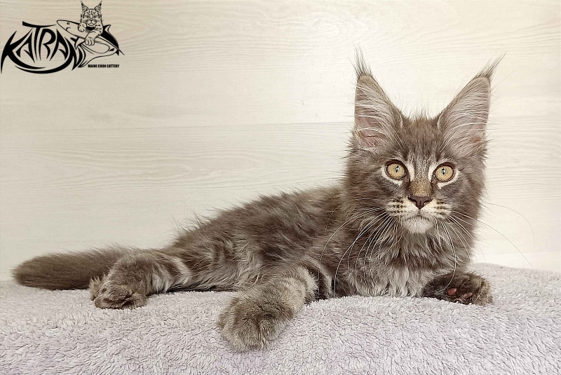 Katran Valmont - Kitten maine-coon 3 months