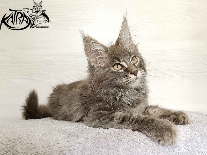 Katran Valmont - Kitten maine-coon 3 months