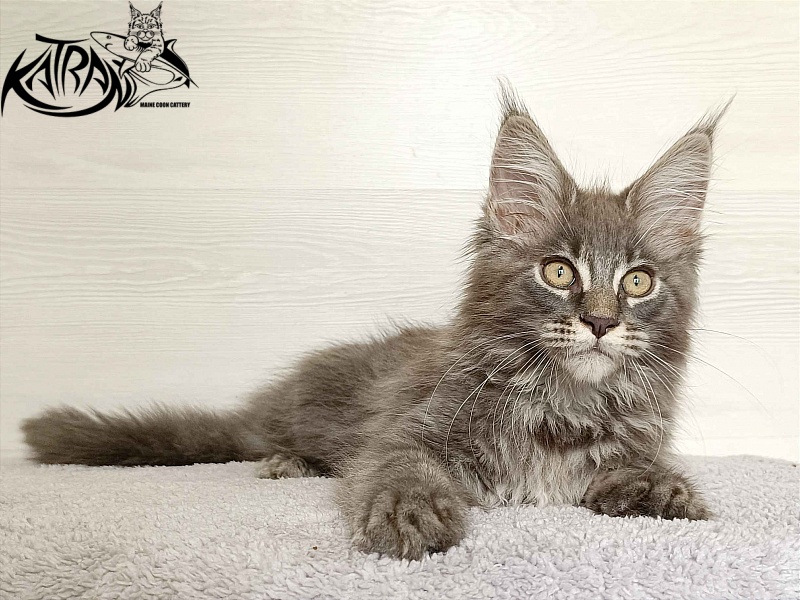 Katran Valmont - Kitten maine-coon 3 months