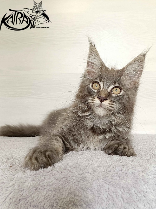 Katran Valmont - Kitten maine-coon 3 months