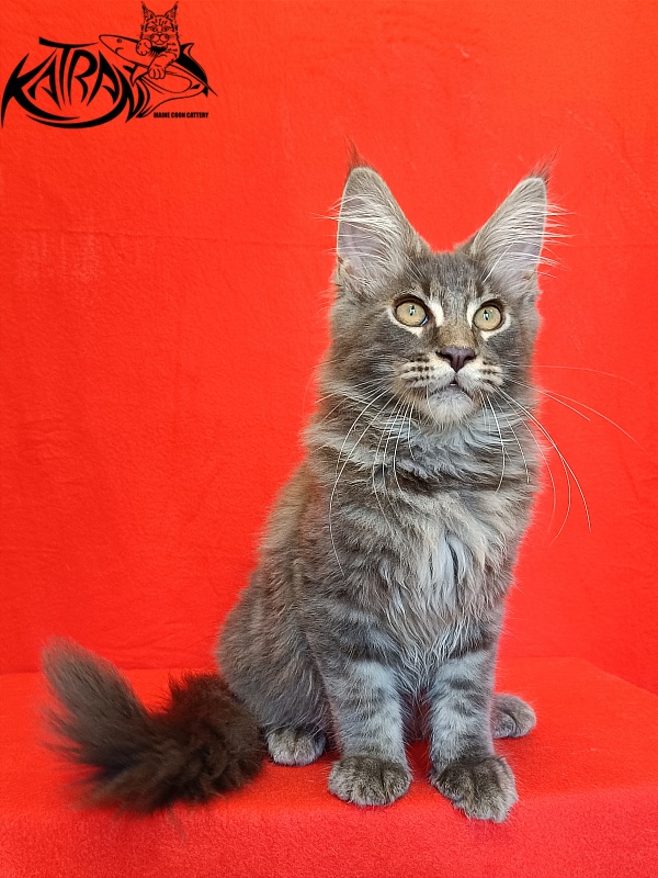 Katran Valmont - Kitten maine-coon 4 months