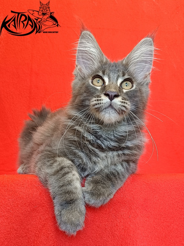 Katran Valmont - Kitten maine-coon 4 months