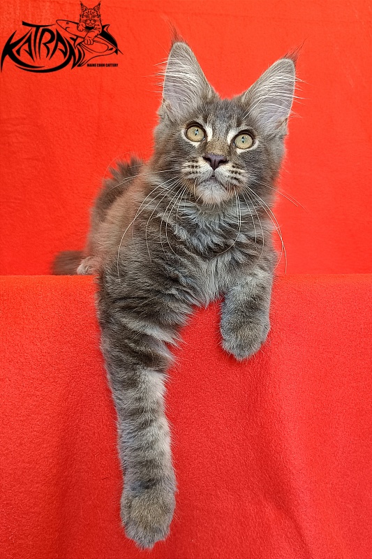 Katran Valmont - Kitten maine-coon 4 months