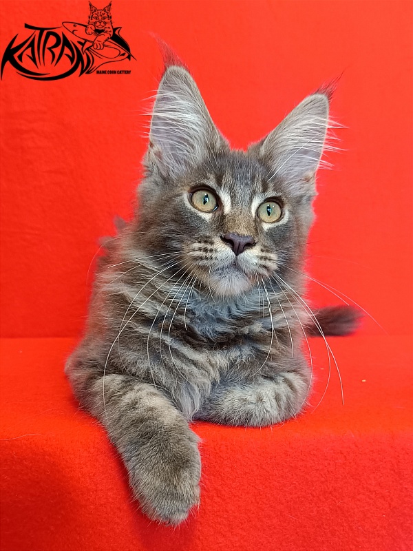 Katran Valmont - Kitten maine-coon 4 months