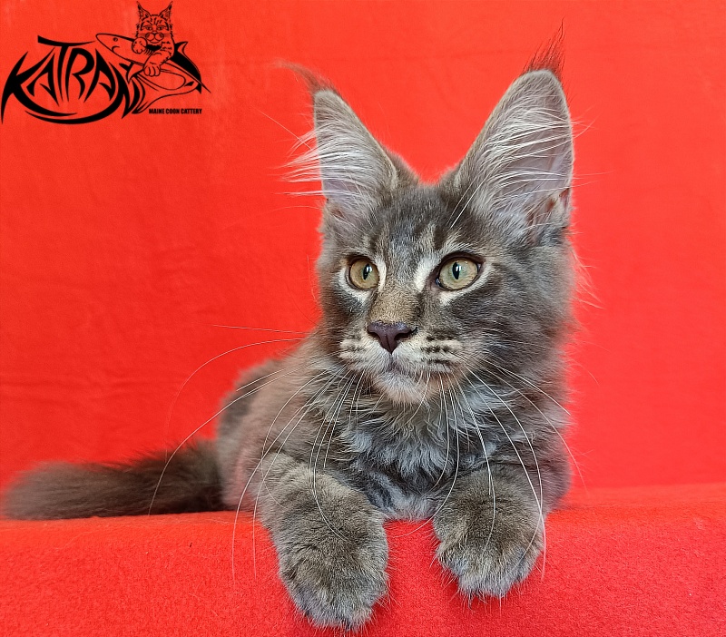 Katran Valmont - Kitten maine-coon 4 months