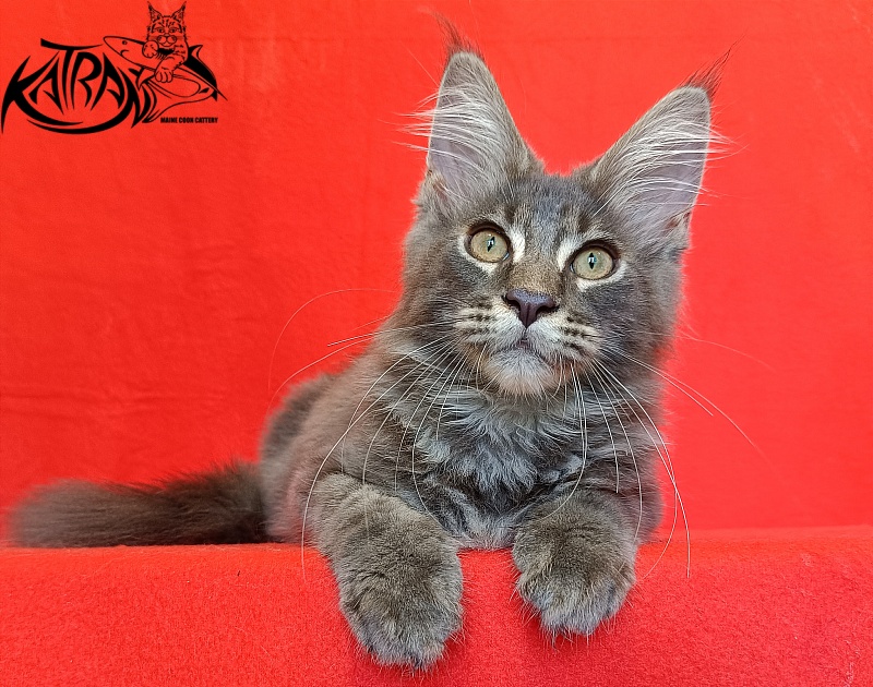 Katran Valmont - Kitten maine-coon 4 months