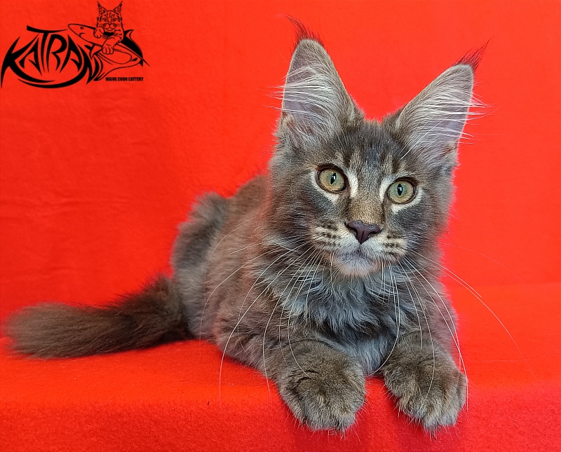 Katran Valmont - Kitten maine-coon 4 months