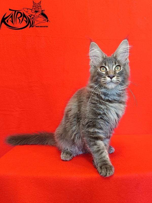 Katran Valmont - Kitten maine-coon 4 months